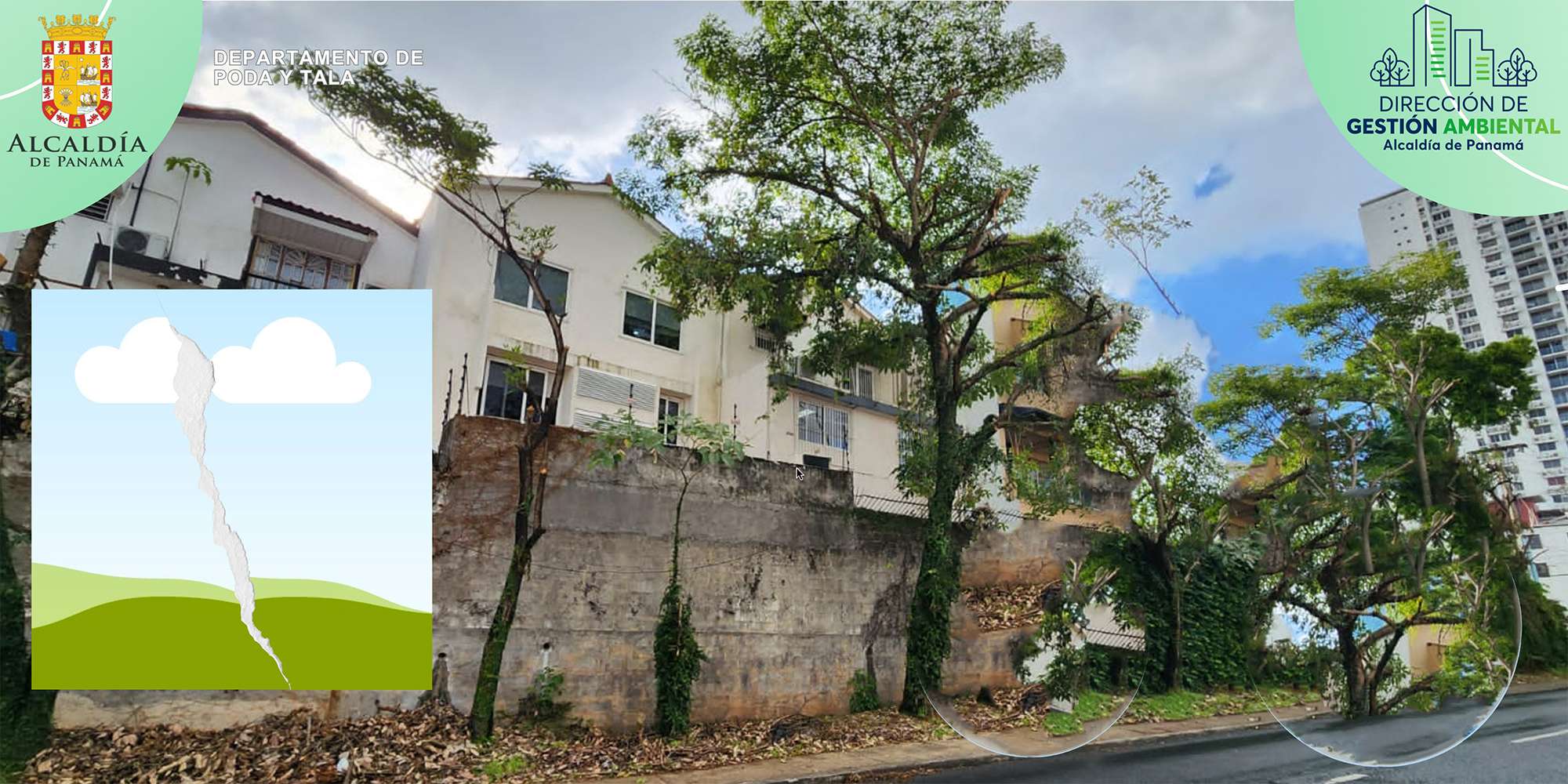imagenes de fondo del departamento de poda y tala.